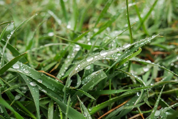 Sabahın erken saatlerinde çimlere çiy damlaları düşer.