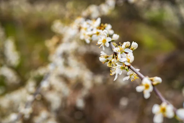 Rami di albero fiorito all'aperto. Fiori bianchi — Foto Stock