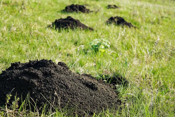 Köstebek delik yeşil sahada