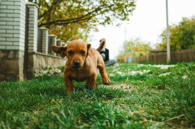 Dachshund köpek yavrusu yeşil çim üzerinde oynuyor 