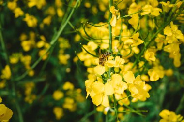 Kanola çiçeği veya tecavüz üzerinde polen toplama bal arısı, tecavüz bal