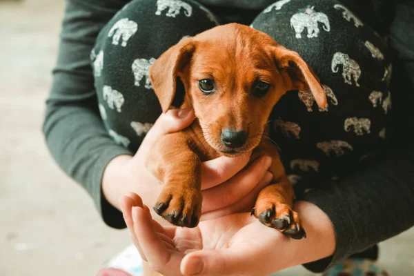 Bonito dachshund cachorro na mão — Fotografia de Stock