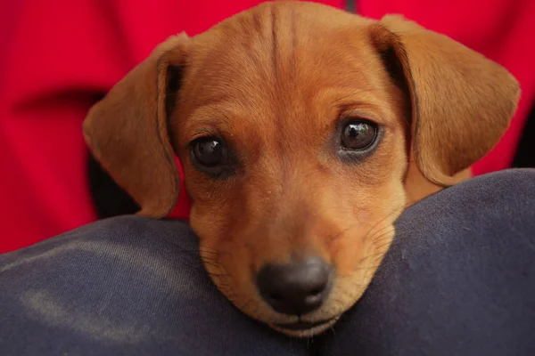 elinde sevimli dachshund köpek yavrusu