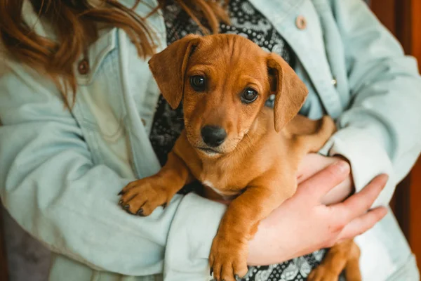 Elinde sevimli dachshund köpek yavrusu — Stok fotoğraf