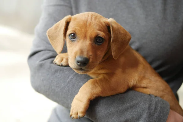 elinde sevimli dachshund köpek yavrusu