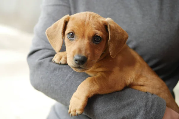 Bonito dachshund cachorro na mão — Fotografia de Stock
