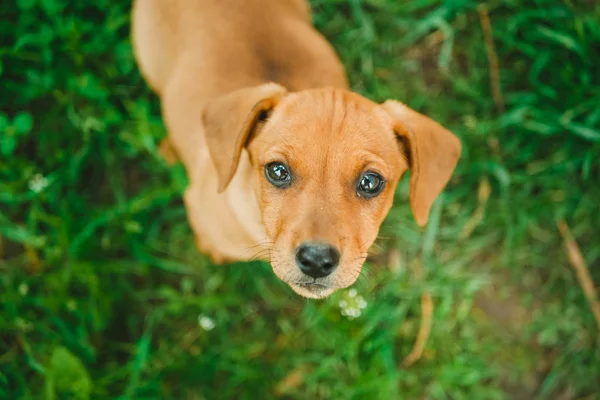 Dachshund filhote de cachorro em pé na grama verde olhando para a câmera. Vista superior . — Fotografia de Stock