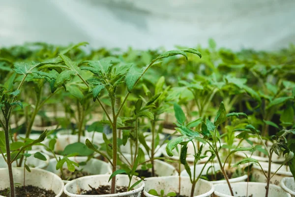 Fresh Tomato seedlings in Greenhouses, Spring time