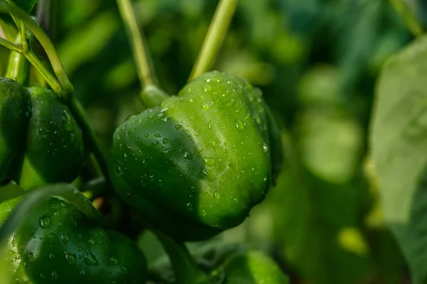 sulama dan sonra yeşil meyve ile biber bitki