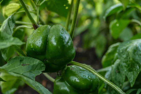 bell pepper plant with  green fruits