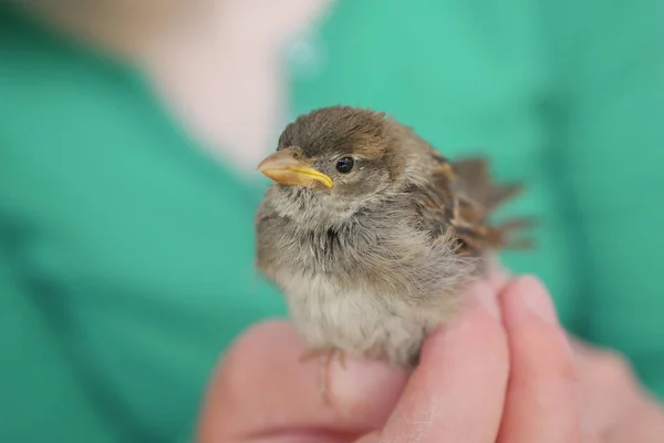 Küçük Serçe açık havada, doğa ile Yakınlık kavramı