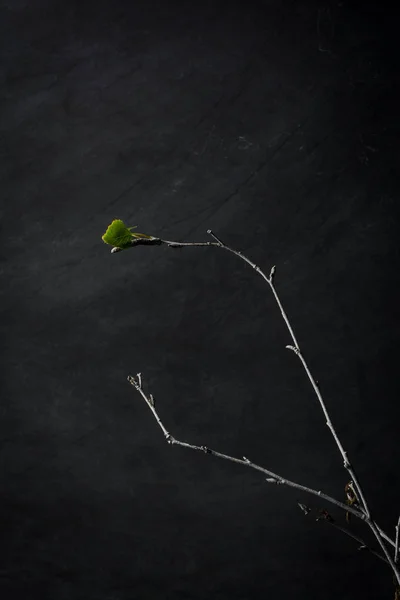 Isolated White Branch Single Leaf Black Chalkboard Background Moody Dark — Stock Photo, Image