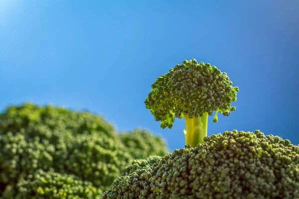 Préstamo de brócoli en las colinas — Foto de Stock