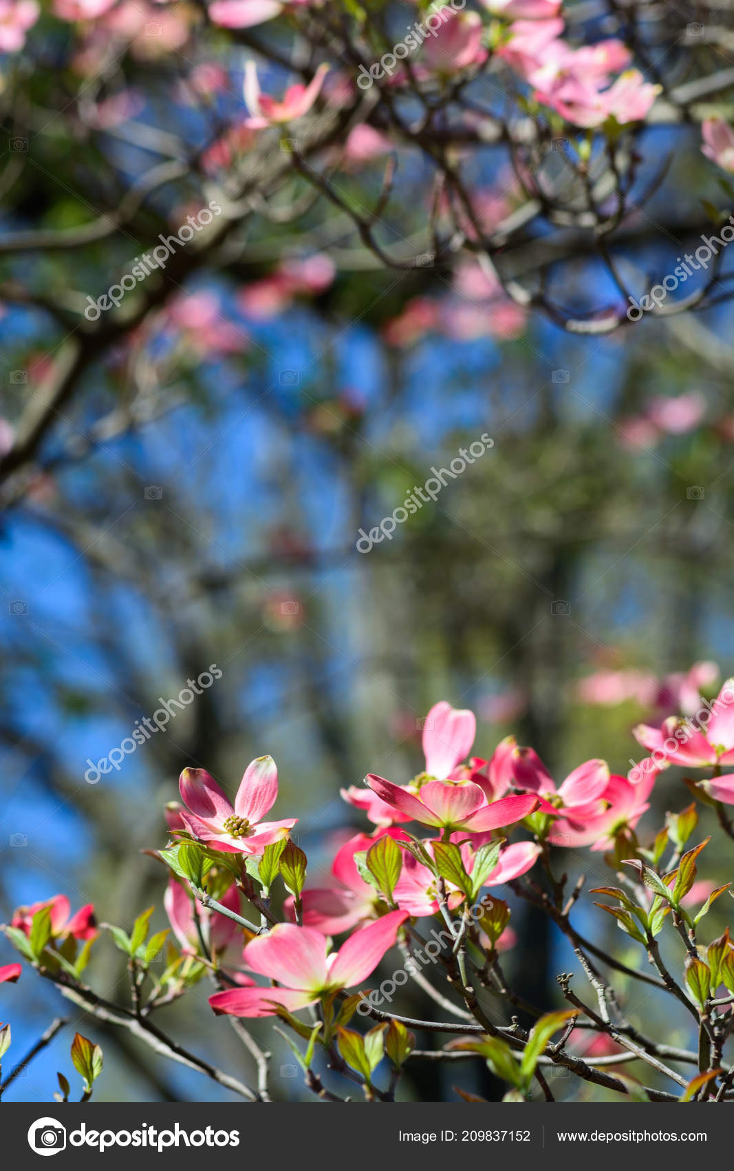 ピンクのヤマボウシの花が青い空をフレーミング ストック写真 C Mshipp Gmail Com
