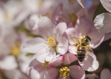 Bal arı yengeç elma çiçekler bir küme pollinating