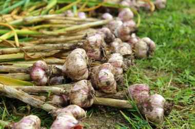 Çimlerde sarımsak hasat