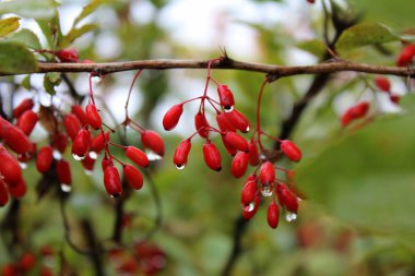 Yağmurlu bir günde dalda kırmızı böğürtlen