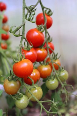 Bir dalda kiraz domatesleri