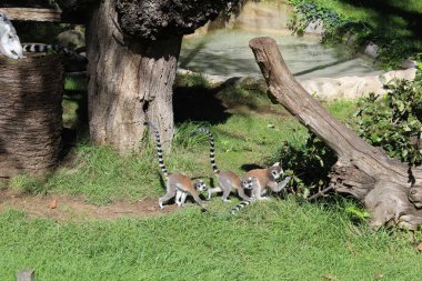 yürüyüş için lemur ailesi, Roma'da hayvanat bahçesi