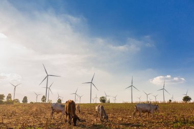 Rüzgar Çiftliği'nde Rüzgar Türbinleri ile İnekler