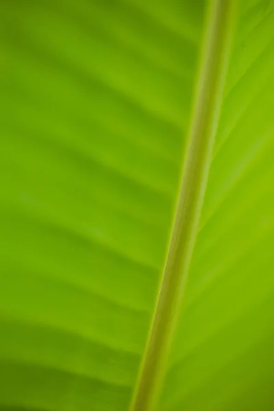 Hoja de plátano verde — Foto de Stock