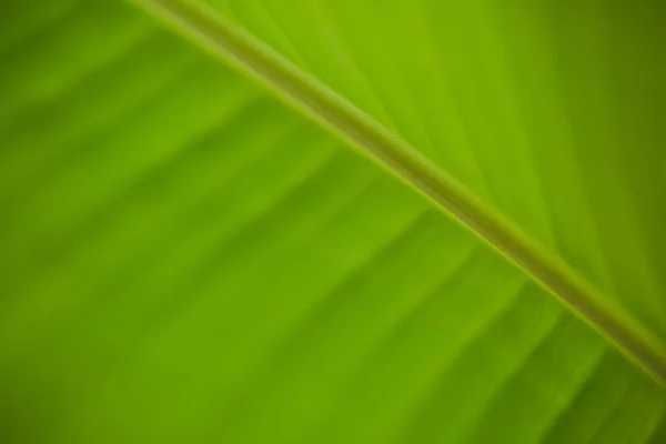 Zelené banánový list — Stock fotografie