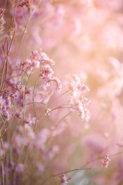 Kuru küçük çiçekler