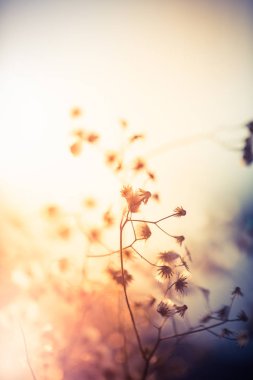 Flowers soft light