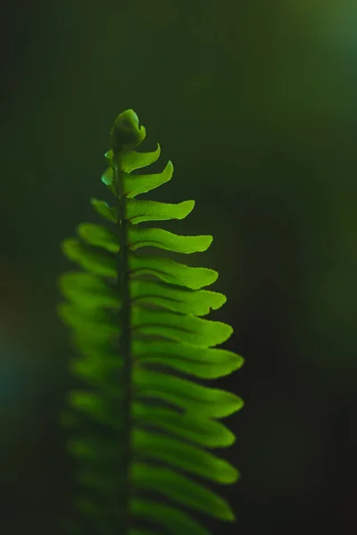 Samambaia folhas verdes — Fotografia de Stock