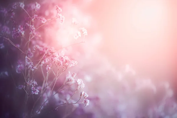 Kleine trockene Blüten — Stockfoto