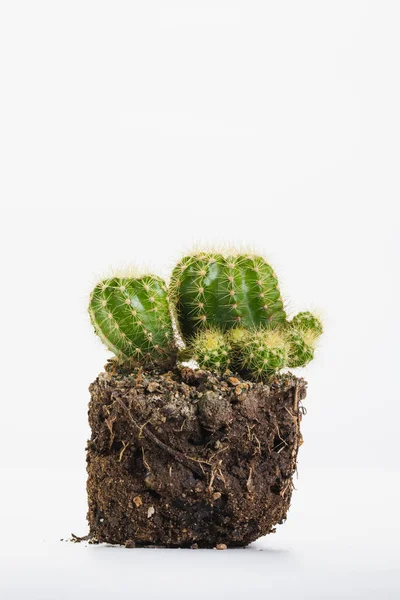 Cactus on clay. — Stock Photo, Image