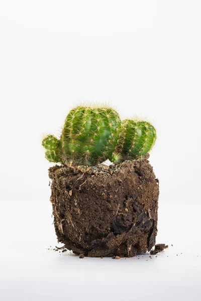 Cactus on clay. — Stock Photo, Image
