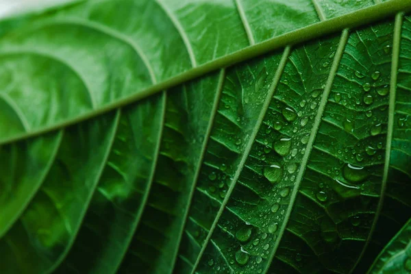 Gota de agua de lluvia — Foto de Stock