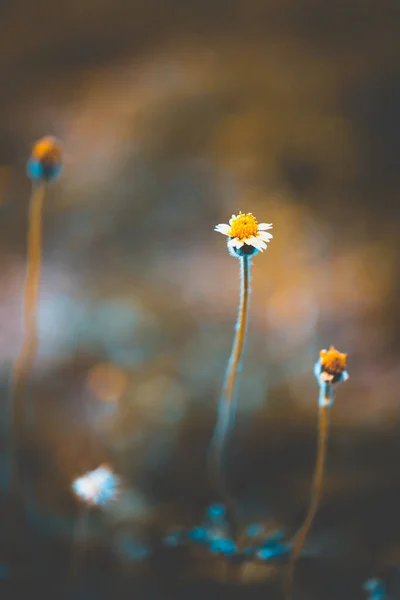 古色古香的小花在柔和的焦点上模糊了背景 小花在晨曦中绽放 — 图库照片