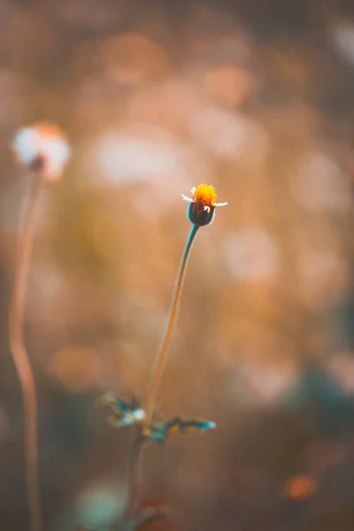 古色古香的小花在柔和的焦点上模糊了背景 小花在晨曦中绽放 — 图库照片