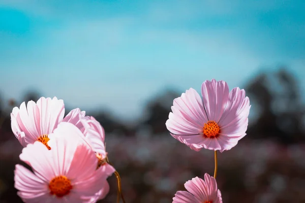 Kozmosz Virágok Gyönyörű Kertben — Stock Fotó