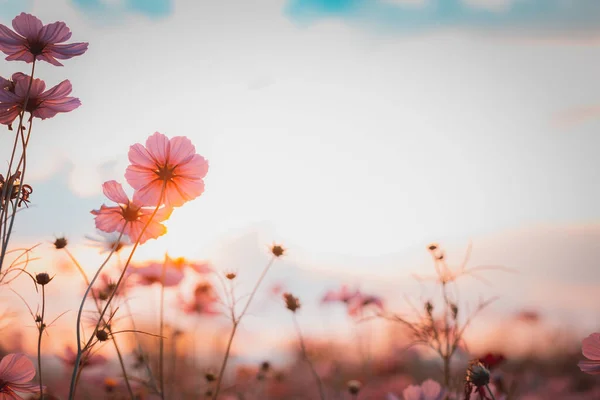 Kozmosz Virágok Gyönyörű Kertben — Stock Fotó