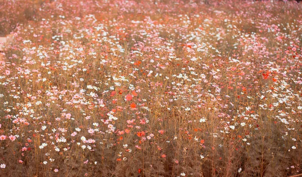 코스모스는 정원에 배경으로 아름다운 피운다 — 스톡 사진