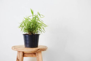 Minimalizm fotoğrafında biraz ot ya da bambu.