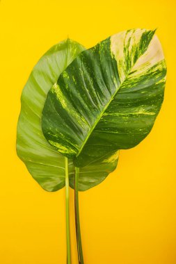 Sarı arka planda yeşil yapraklar. Minimalist fotoğraf