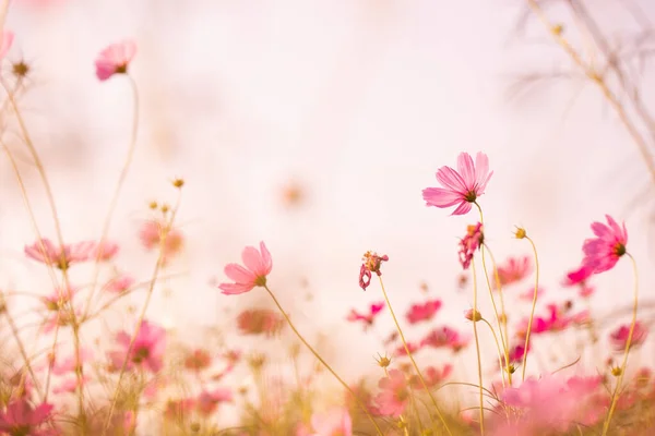 Cosmos Bloemen Mooi Tuin — Stockfoto