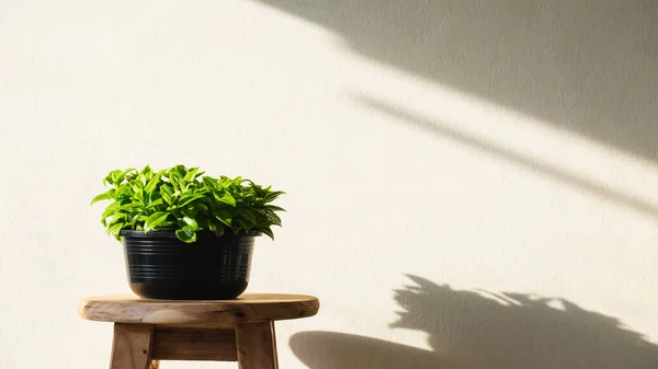 Groene Plant Pot Met Zonlicht Minimalistische Foto — Stockfoto