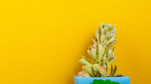 Groene Plant Gele Achtergrond Minimalistische Foto — Stockfoto