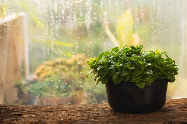 Green Plant Pot Wooden Window Raindrop Background — Stock Photo, Image