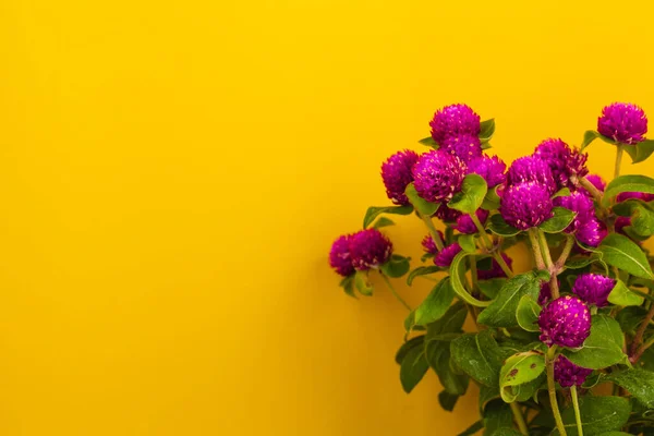 Globe Amaranth Bloemen Mooi Gele Achtergrond — Stockfoto