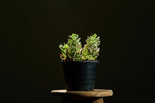 Stilleven Met Groene Plant Donkere Achtergrond Minimalistische Foto — Stockfoto