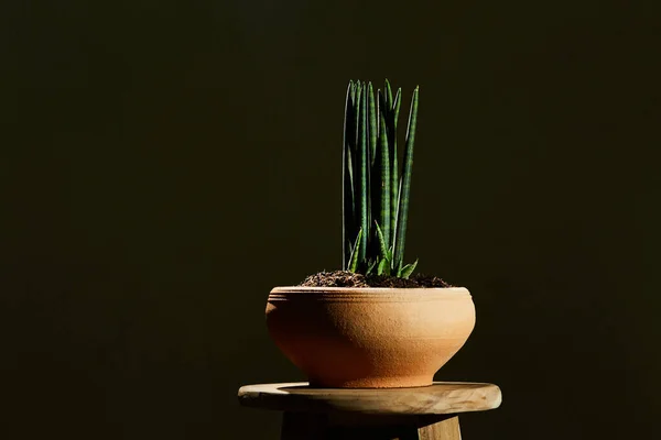 Sansevieria Stuckyi Kleipot Plant Pot — Stockfoto