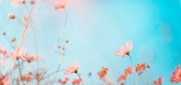 Kosmos Květiny Krásné Zahradě — Stock fotografie