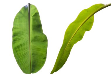 Tropik muz yaprağı dokusu. Beyazda izole edilmiş