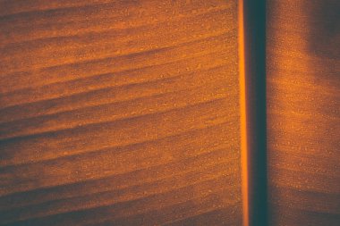 Tropikal muz yaprağı deseni koyu sırtta